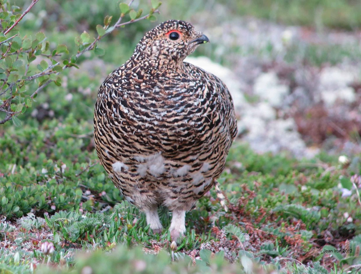 Willow Ptarmigan - Jean Iron