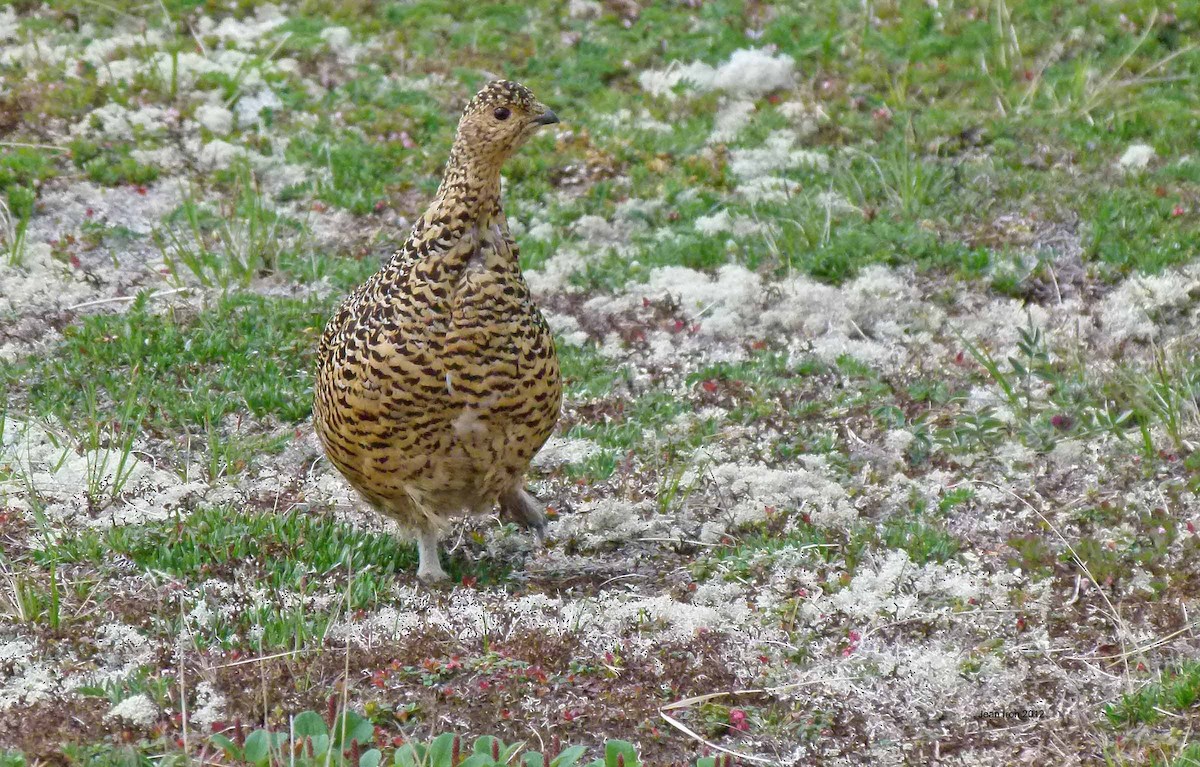 Willow Ptarmigan - ML71748881