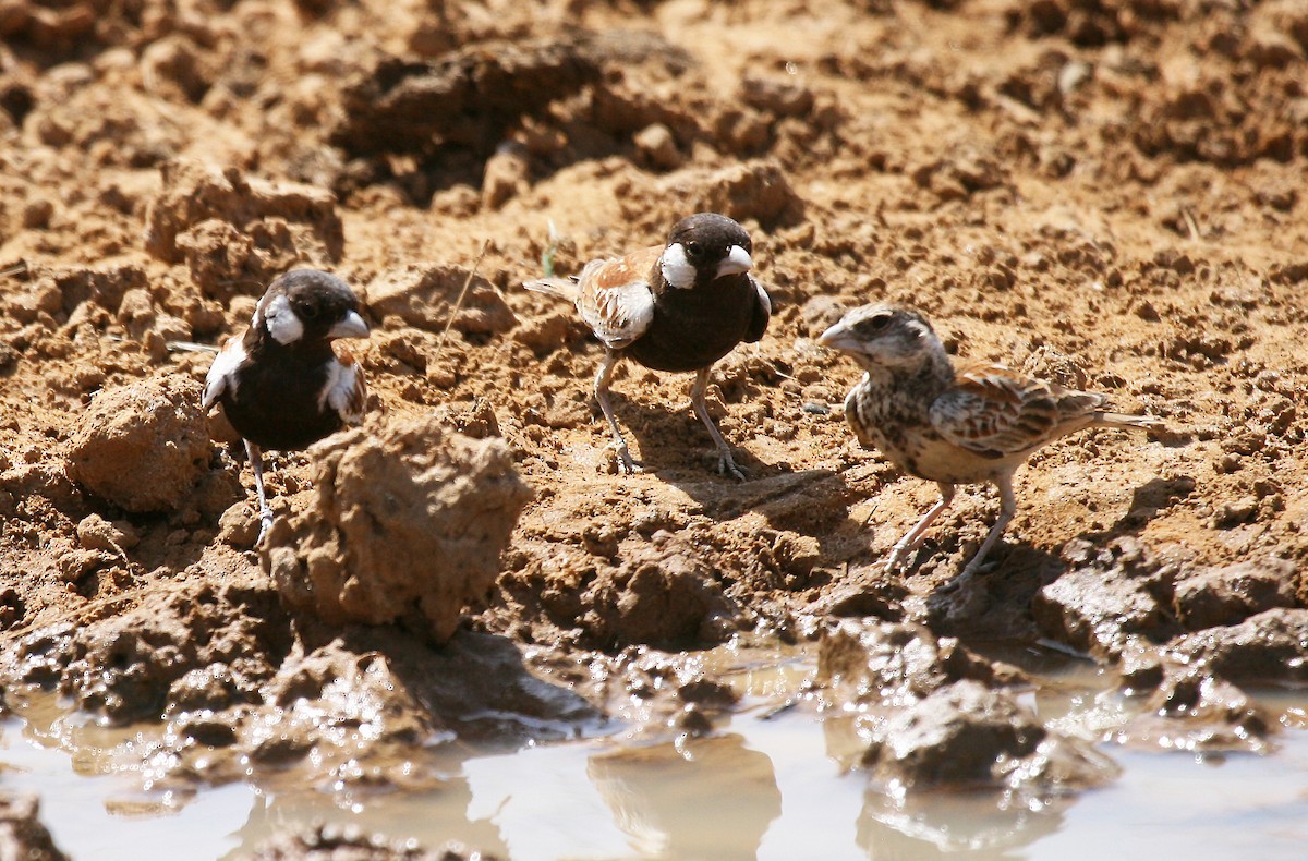 Chestnut-backed Sparrow-Lark - Eduardo Soler