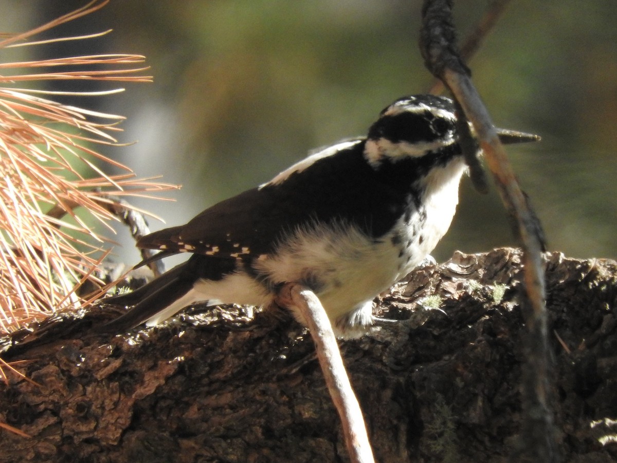 Hairy Woodpecker - ML71749141