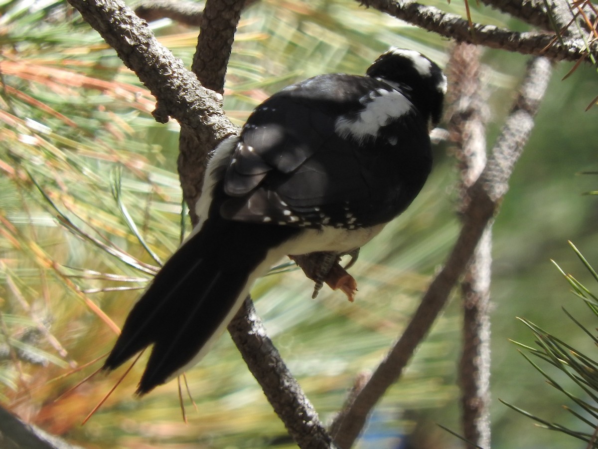 Hairy Woodpecker - ML71749151