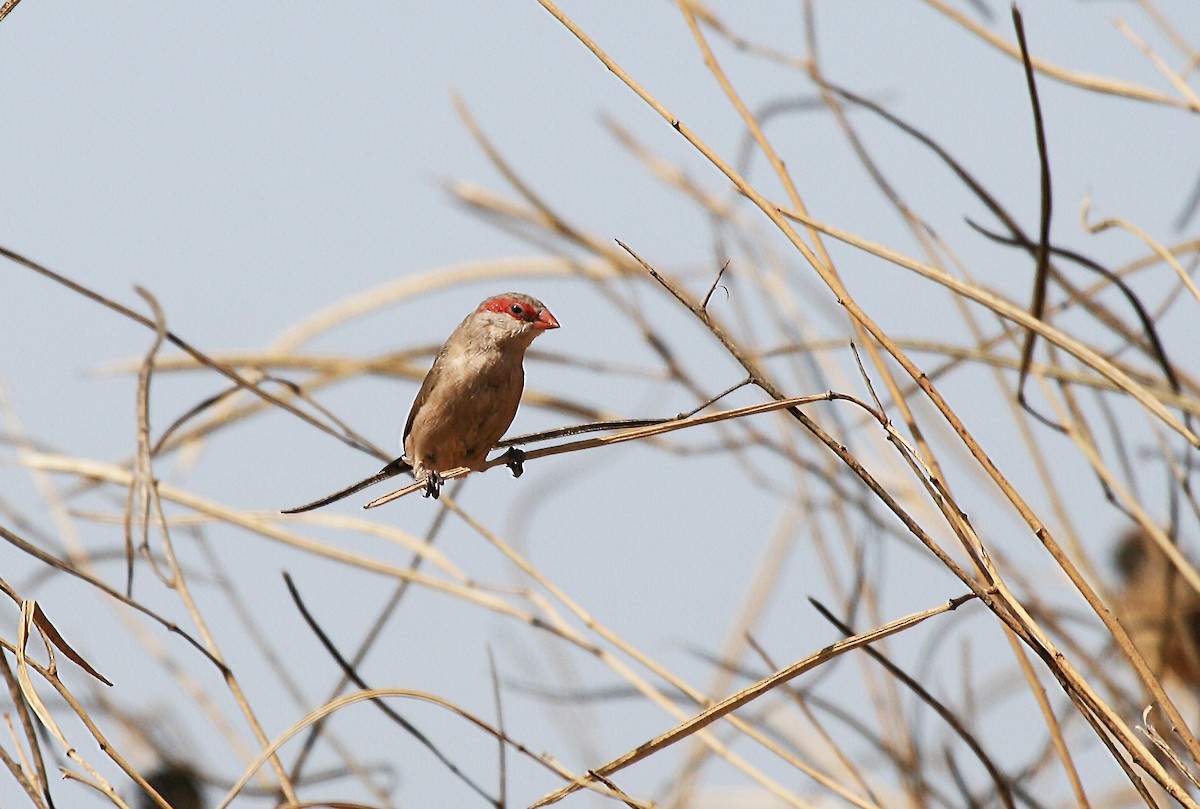 Black-rumped Waxbill - ML717493