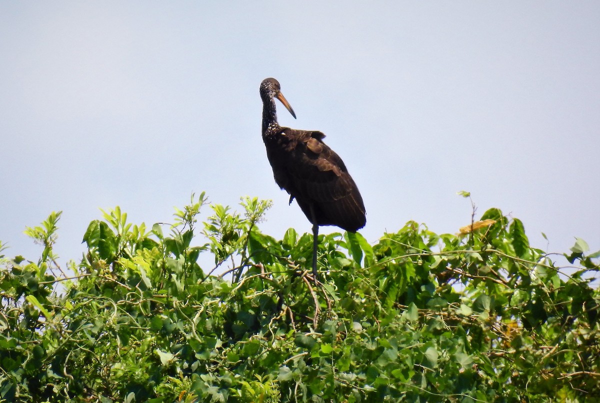 Limpkin - Pablo Alejandro Pla