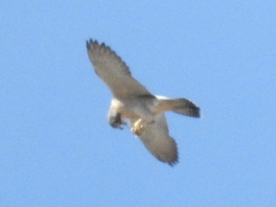 Peregrine Falcon - ML71749611