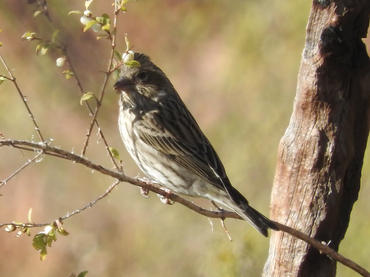 Cassin's Finch - ML71749921