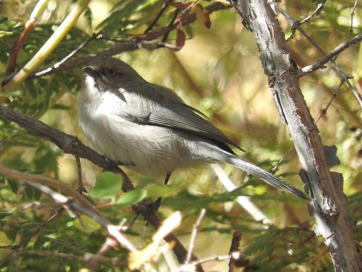 Bushtit - ML71749941