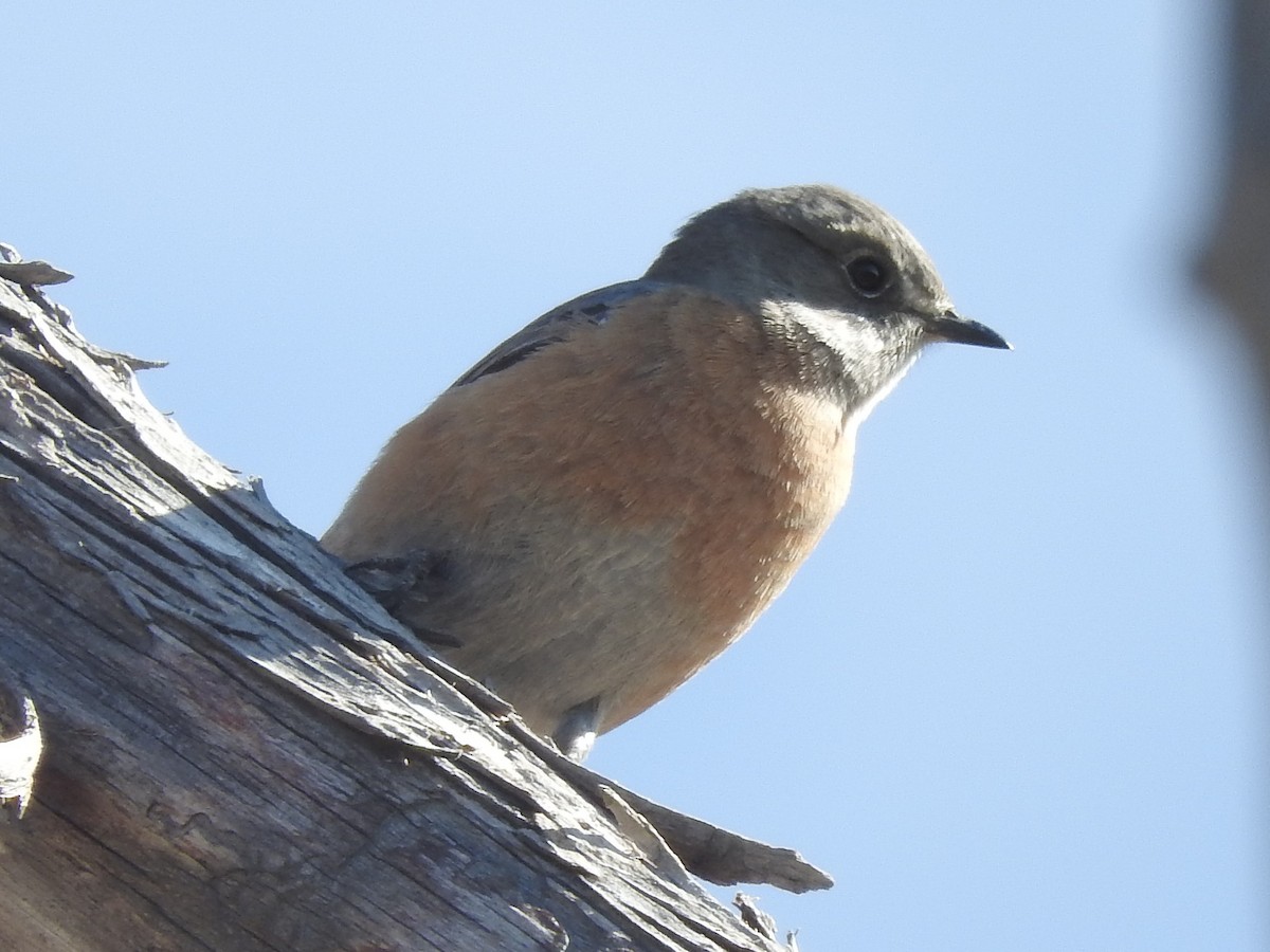 Western Bluebird - Paul Suchanek