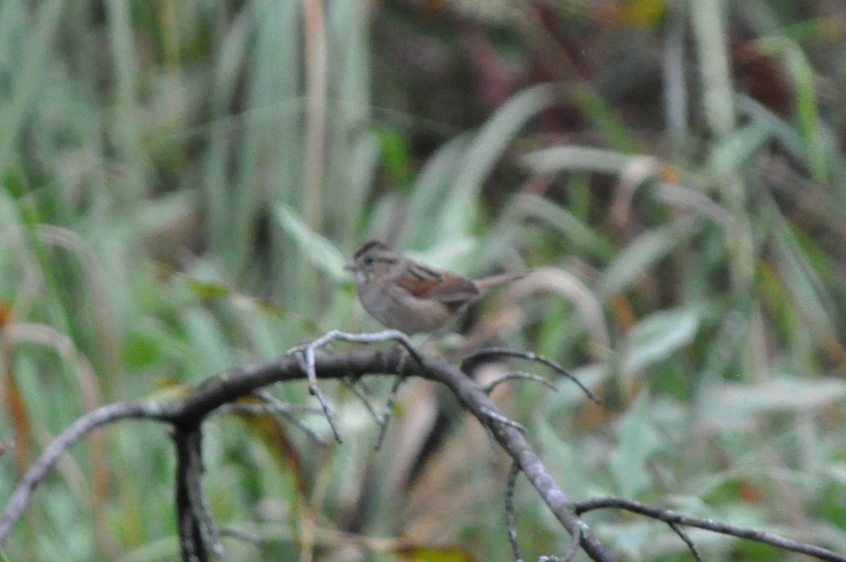 Swamp Sparrow - ML71750561