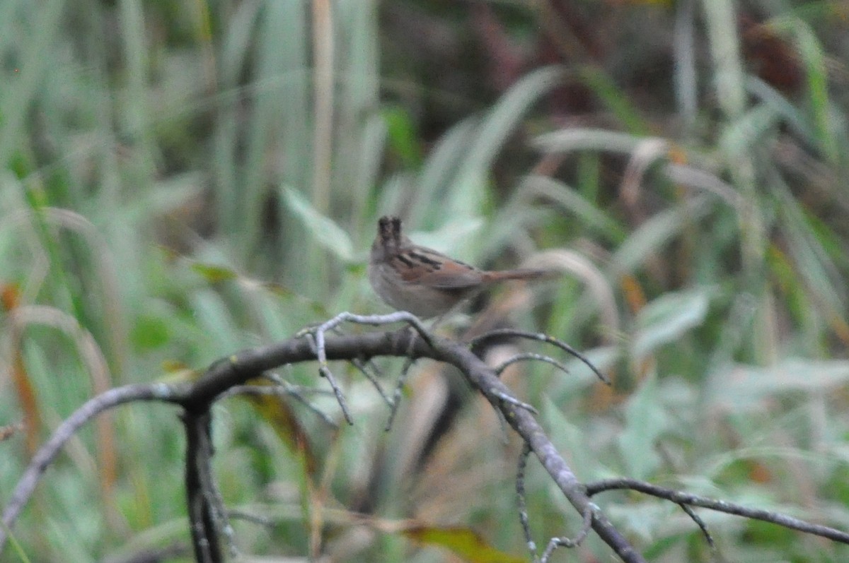 Swamp Sparrow - ML71750571