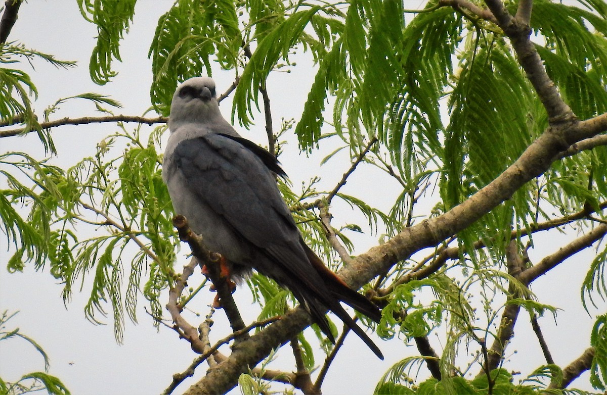 Plumbeous Kite - ML71750681