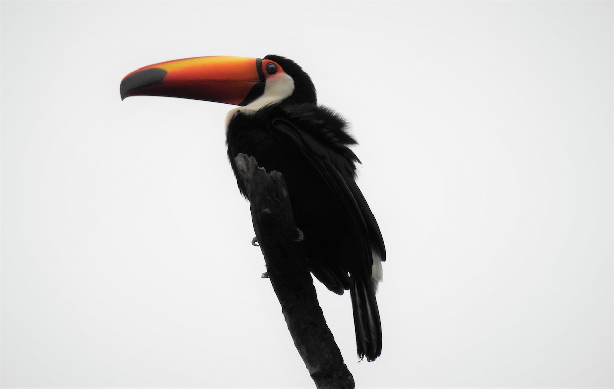 Toco Toucan - ML71751251