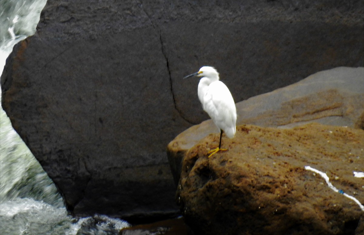 Snowy Egret - ML71751911