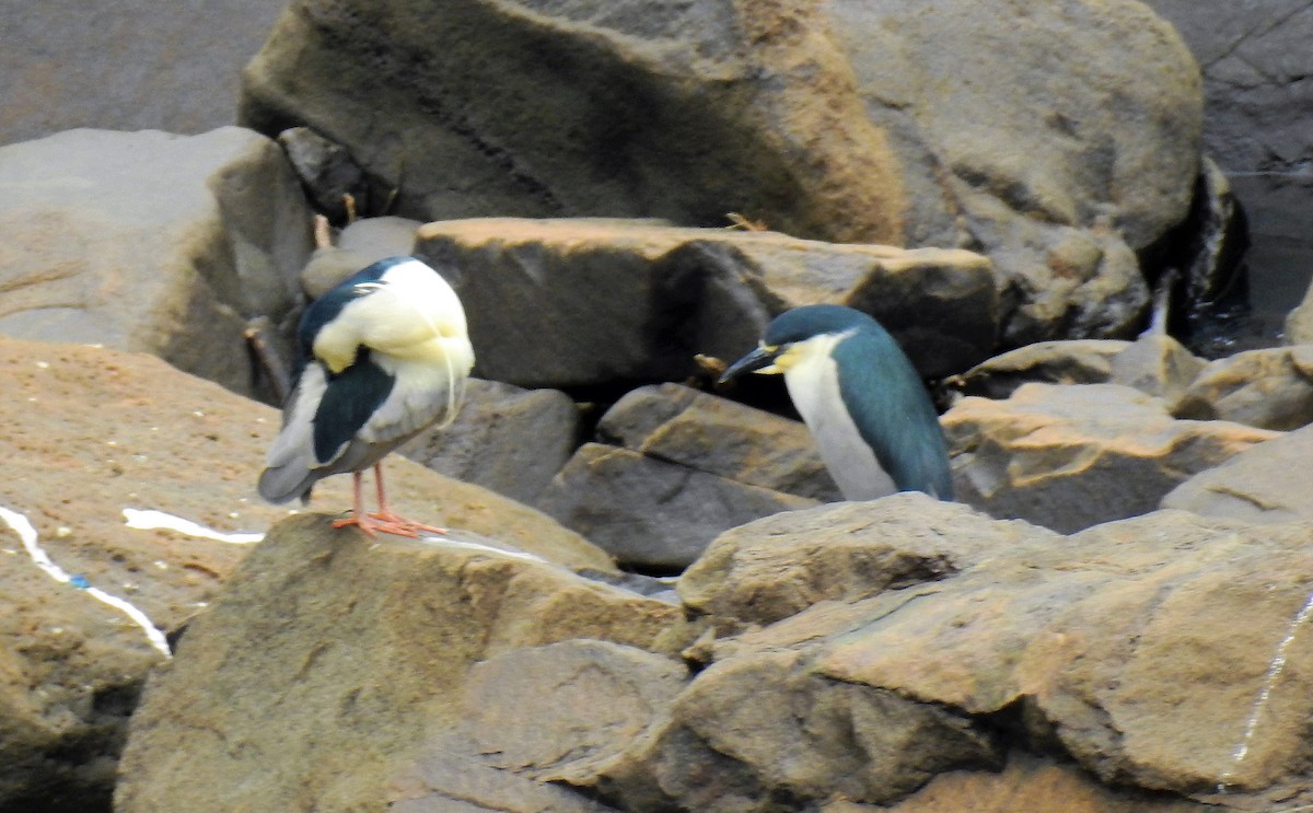 Black-crowned Night Heron - ML71751941