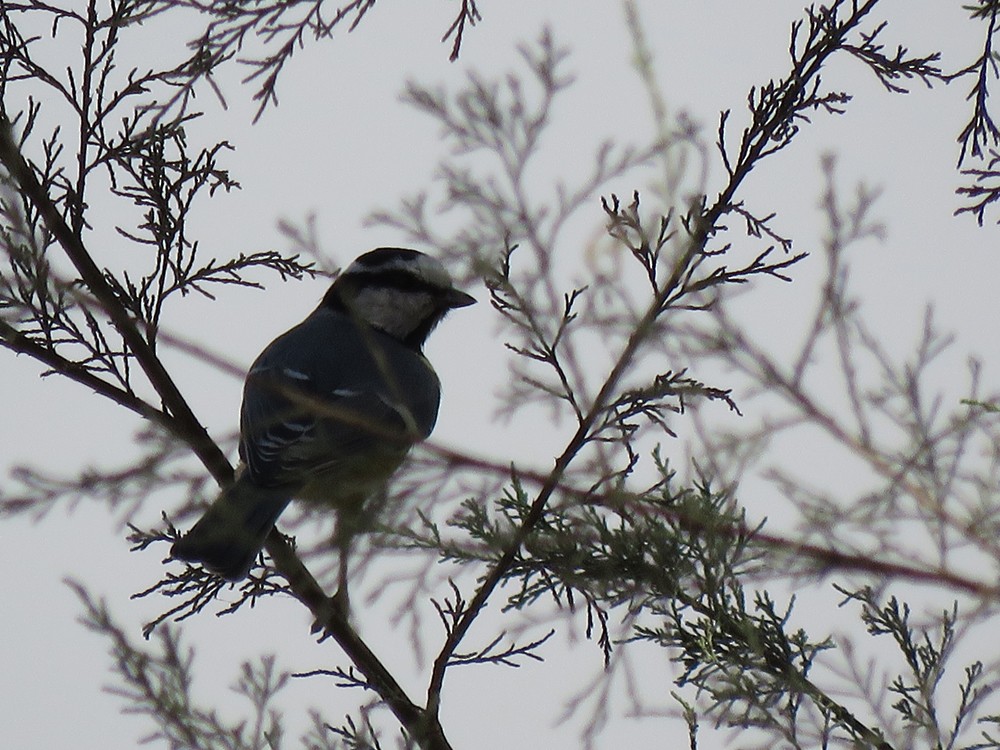 Mésange nord-africaine - ML71752301