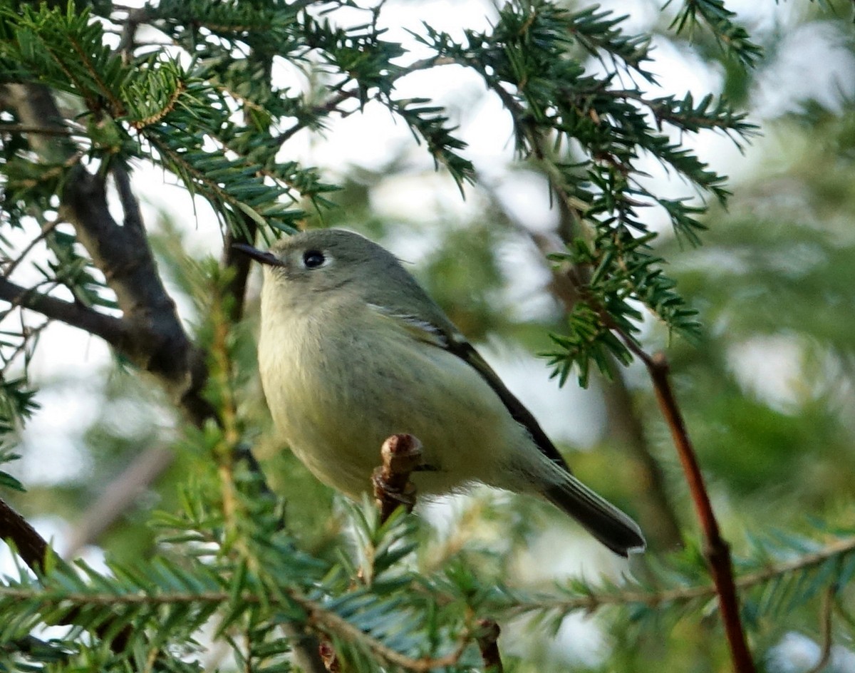 Ruby-crowned Kinglet - ML71752361