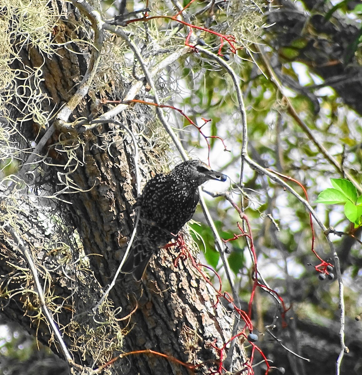 European Starling - Kathie Rosse