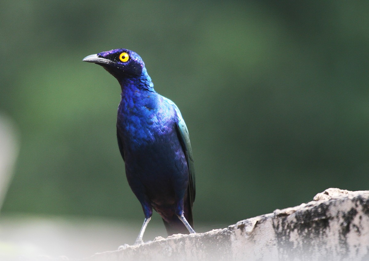 Purple Starling - Eduardo Soler