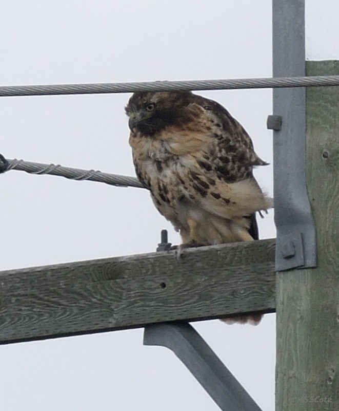 Red-tailed Hawk - Sandra Cote