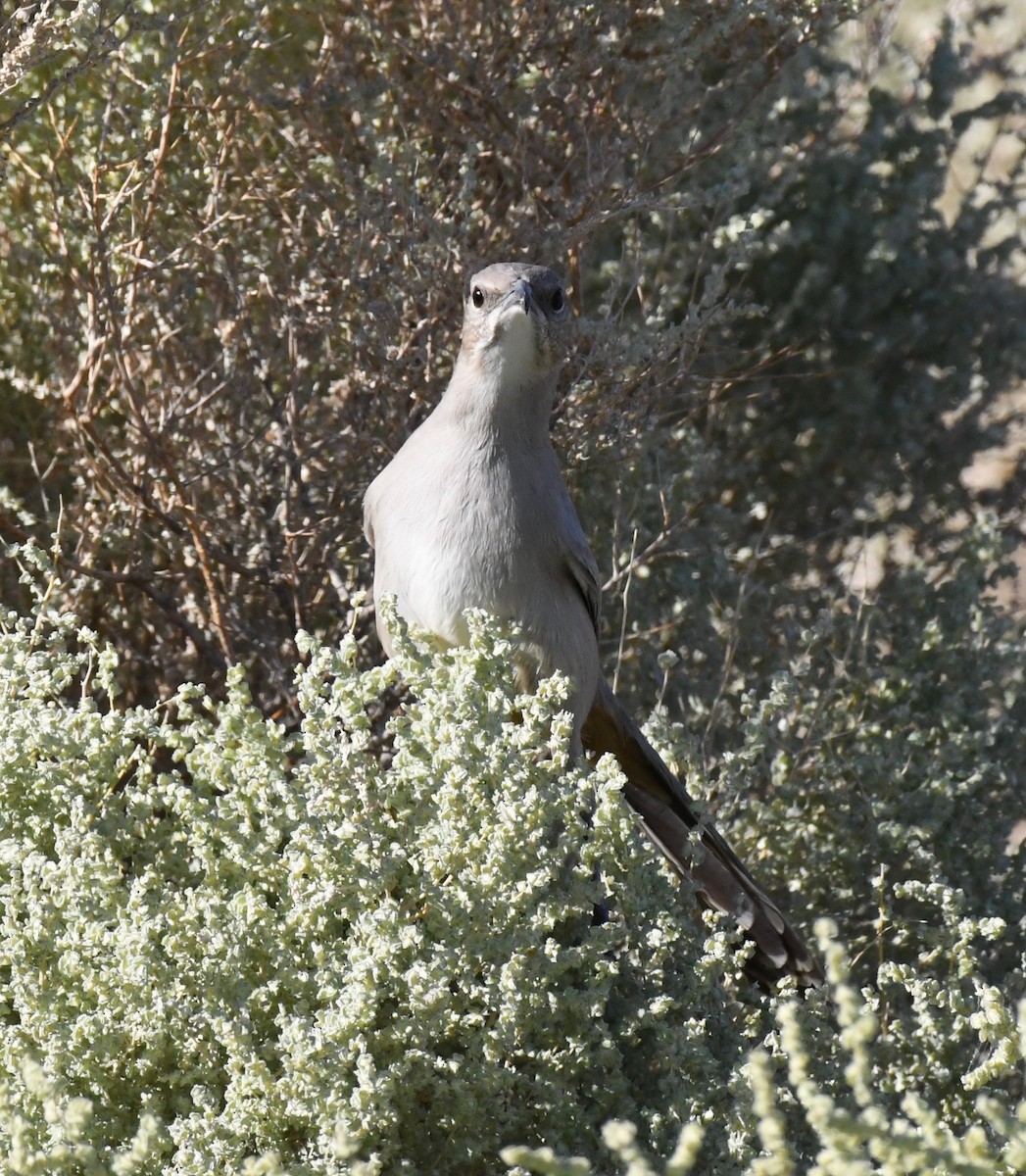 LeConte's Thrasher - ML71754881