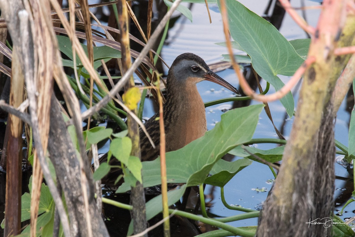 Virginia Rail - ML71755371