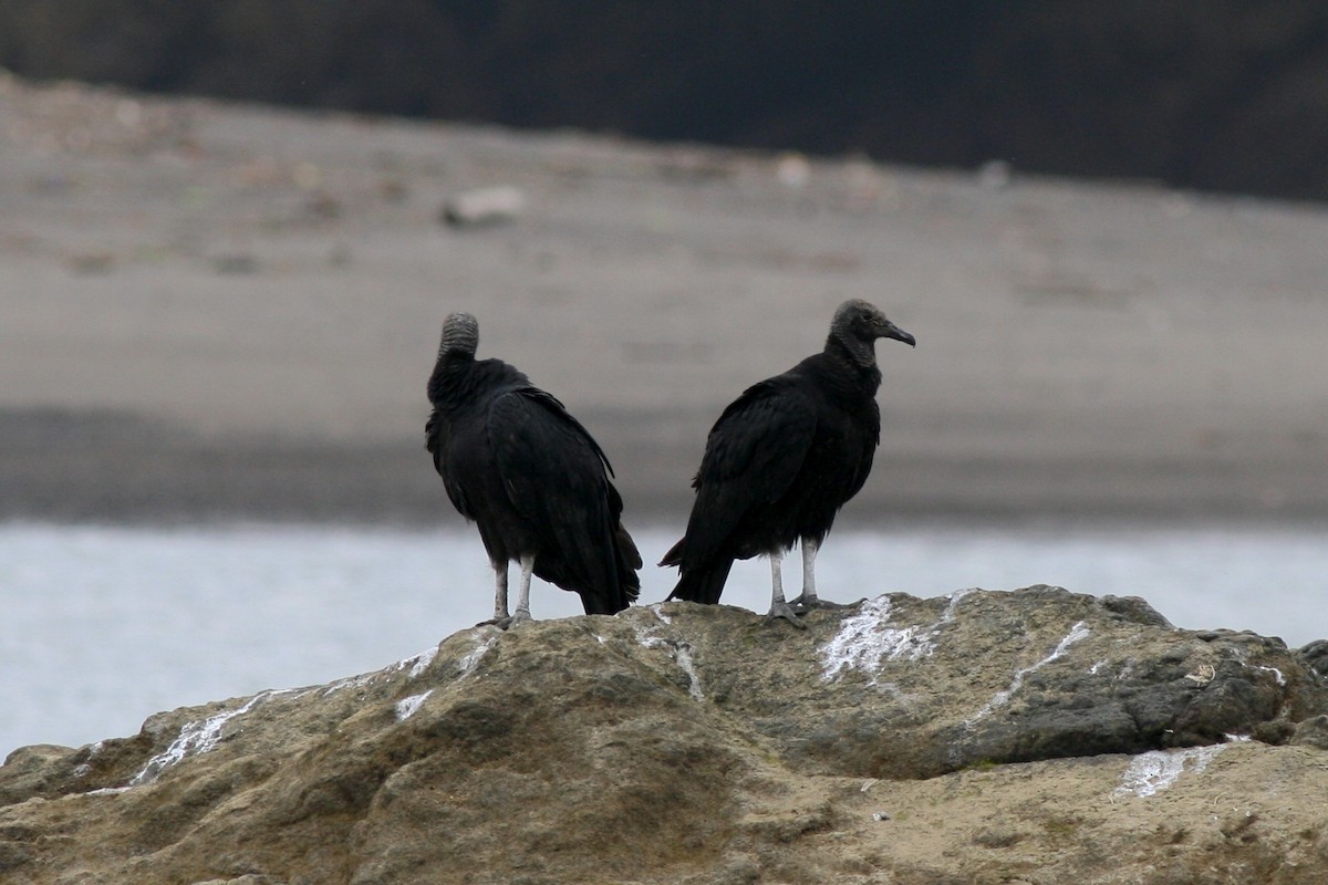 Black Vulture - ML71755611