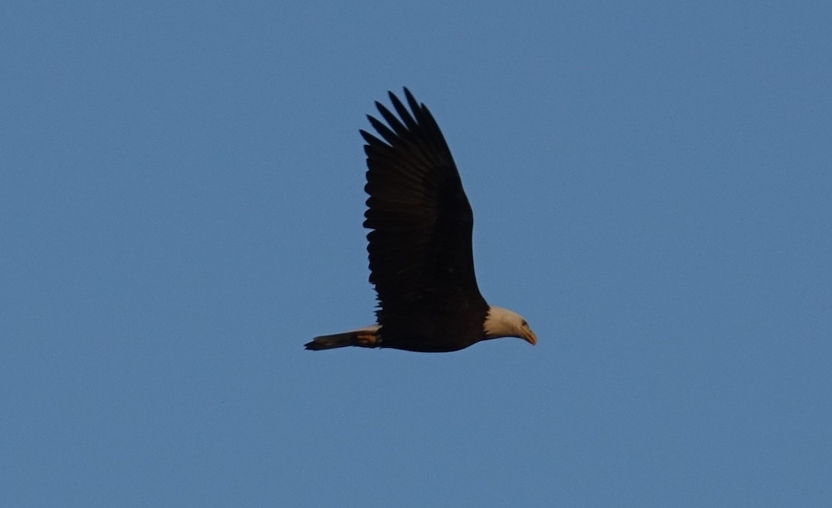 Bald Eagle - ML71757471