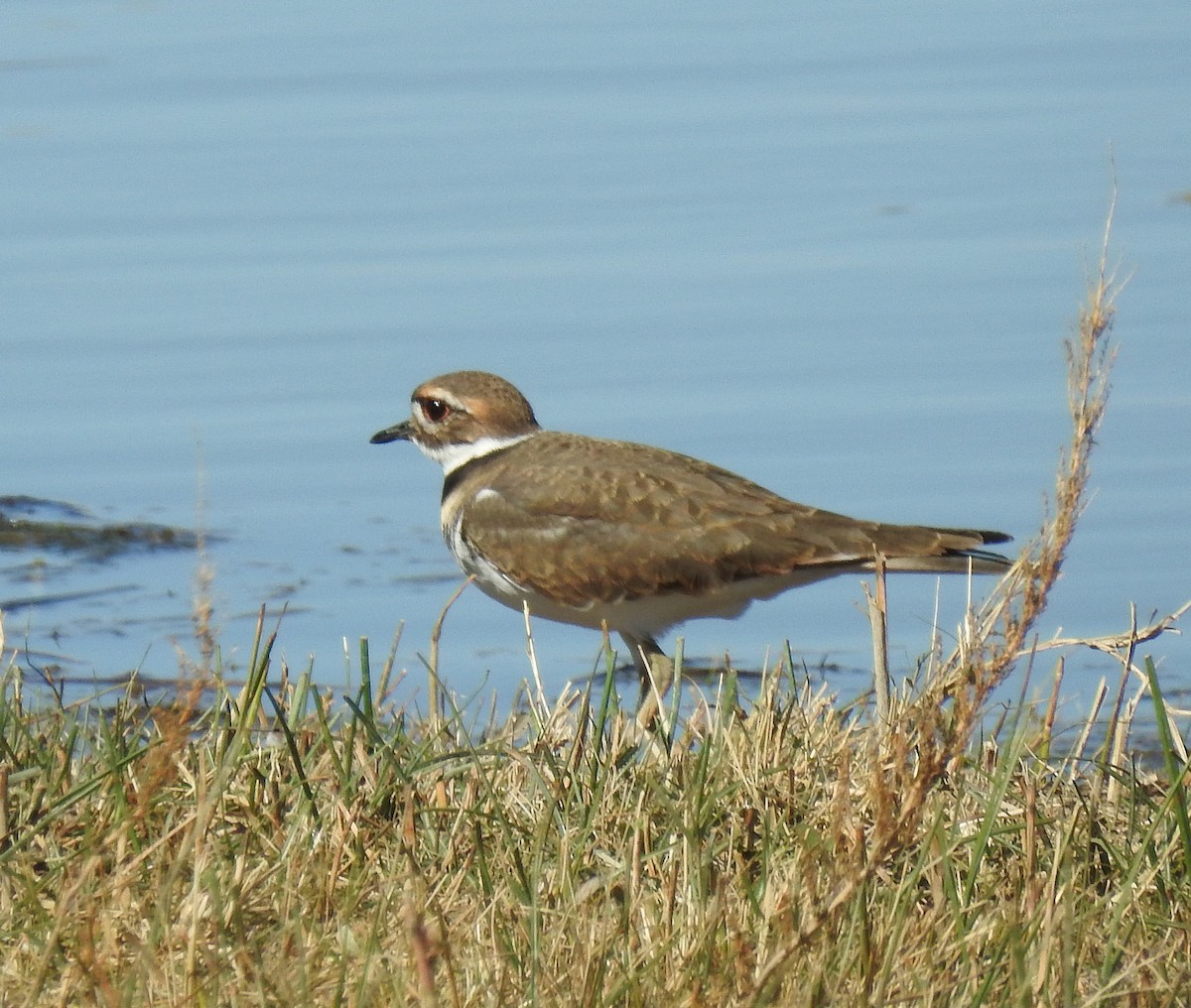Killdeer - ML71758171