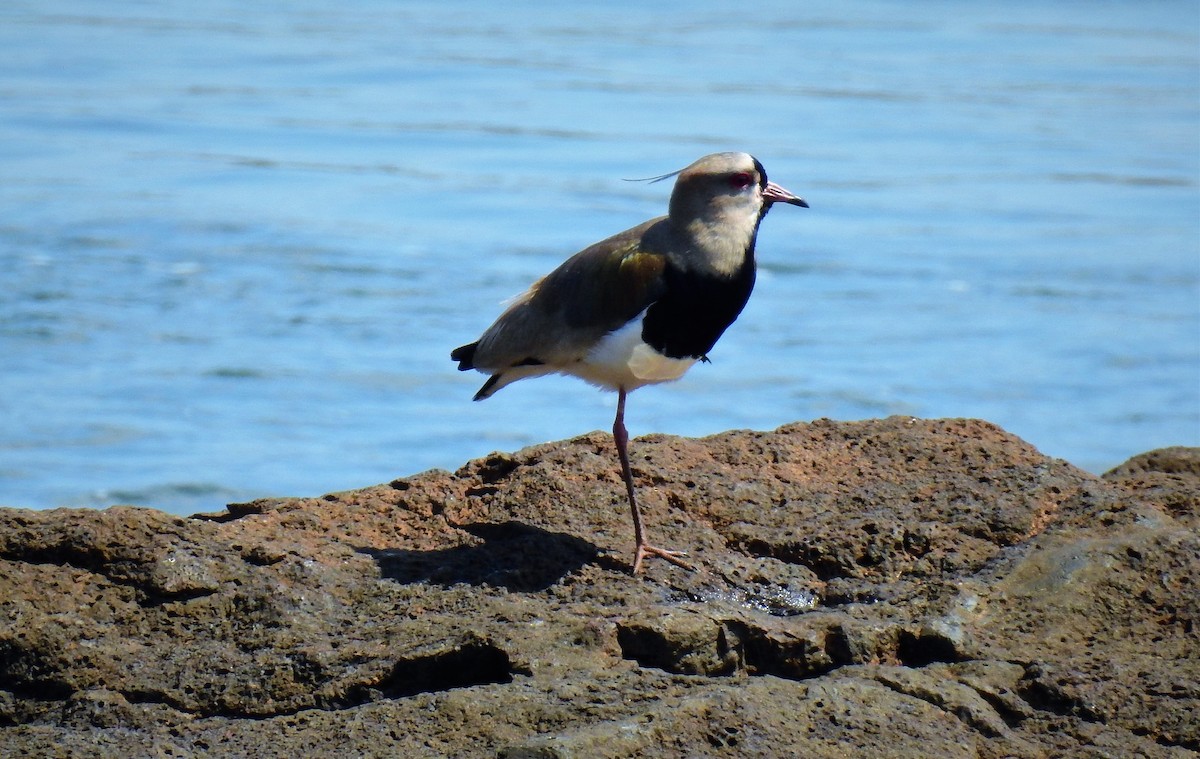 Southern Lapwing - ML71758661