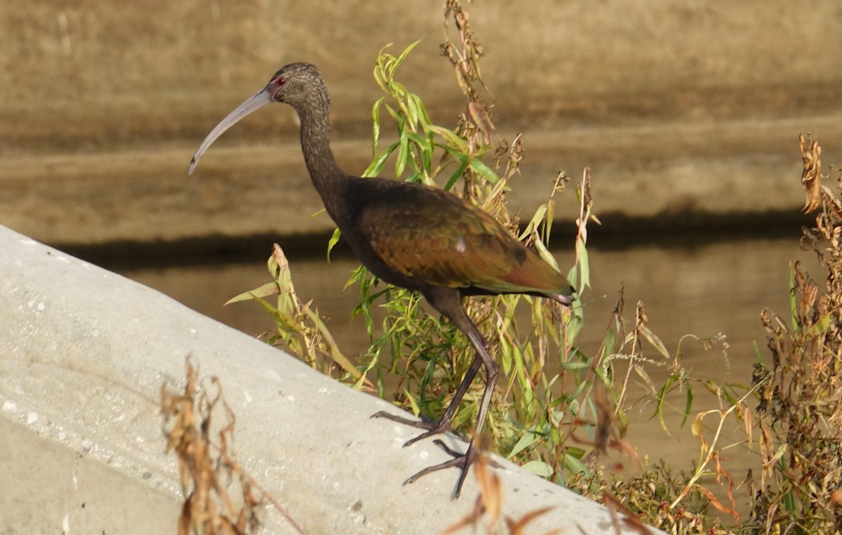 ibis americký - ML71758791