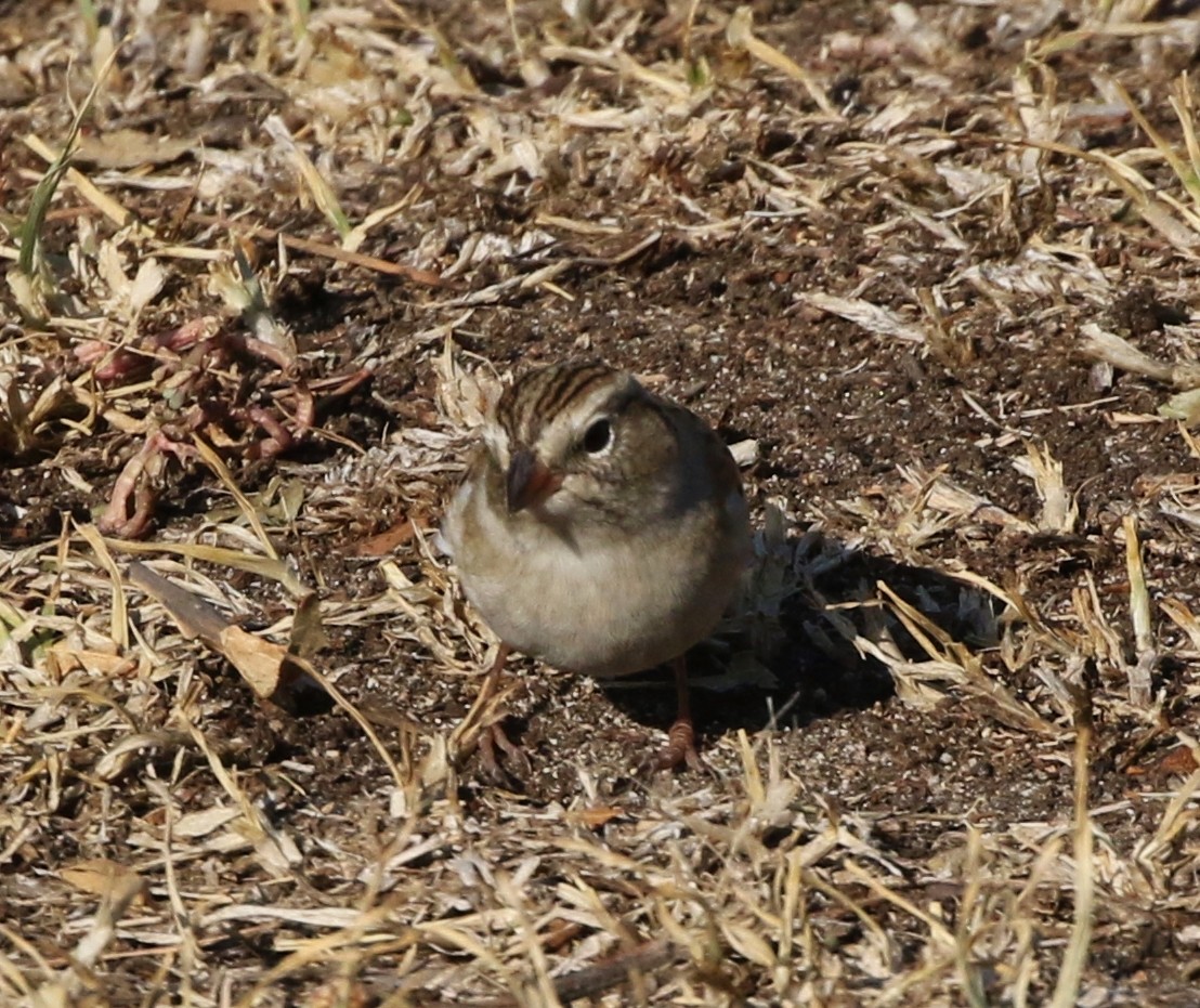 Chipping Sparrow - Tom Benson