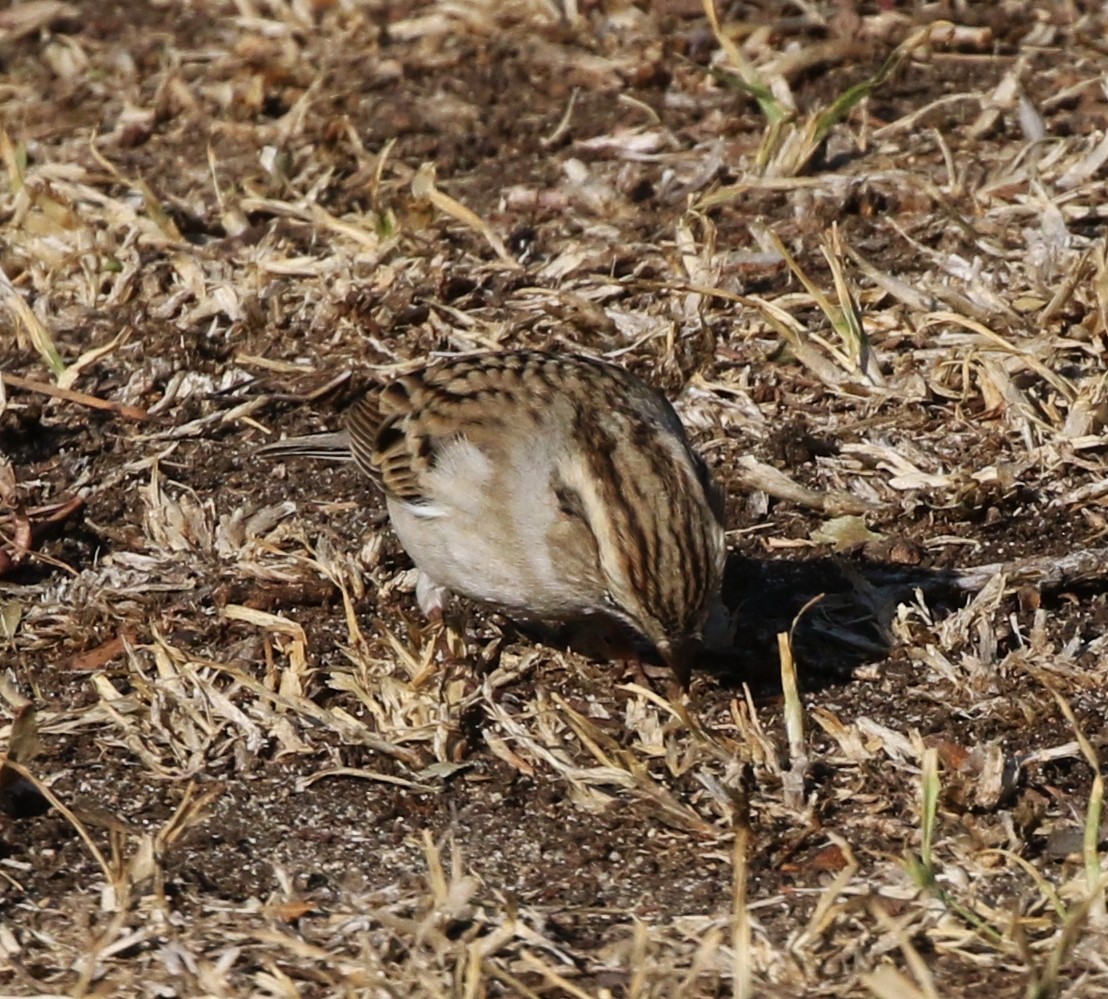 Chipping Sparrow - ML71759031