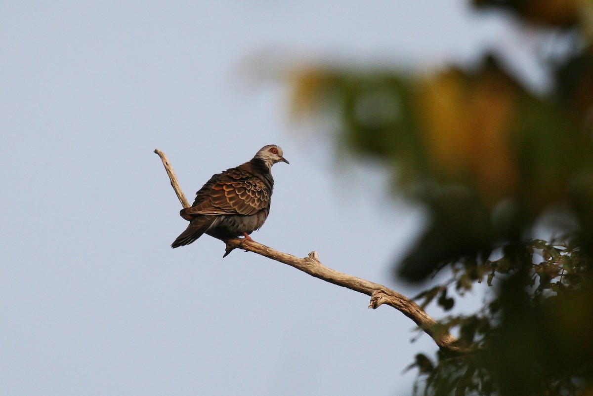 Adamawa Turtle-Dove - ML717591