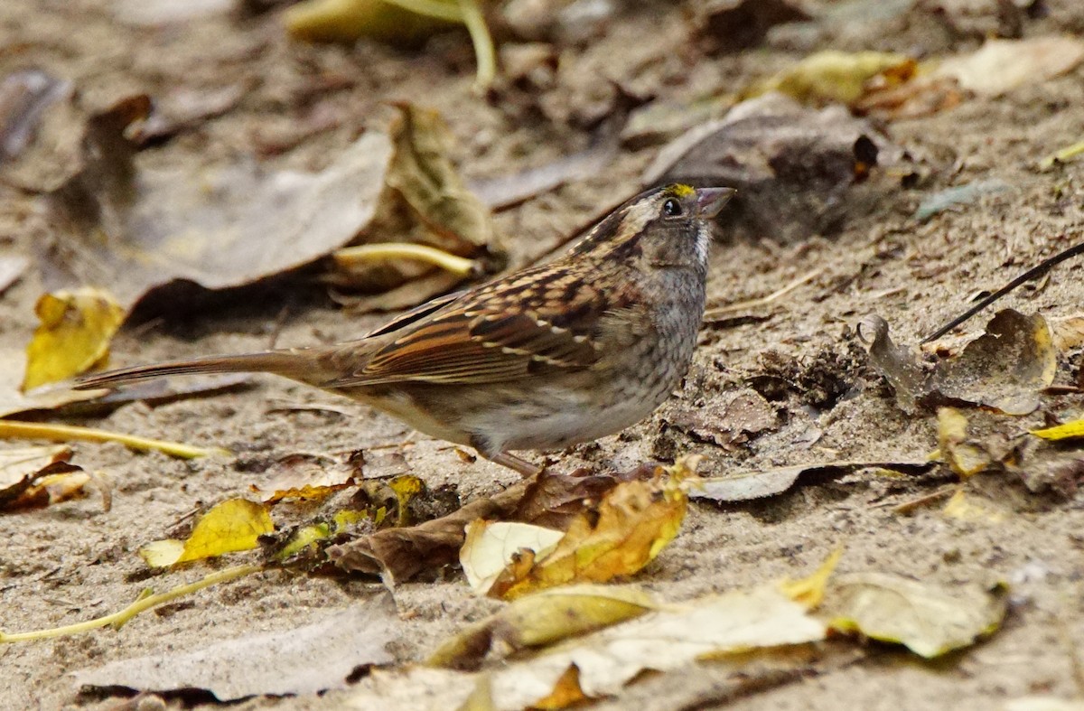 White-throated Sparrow - Dennis Mersky