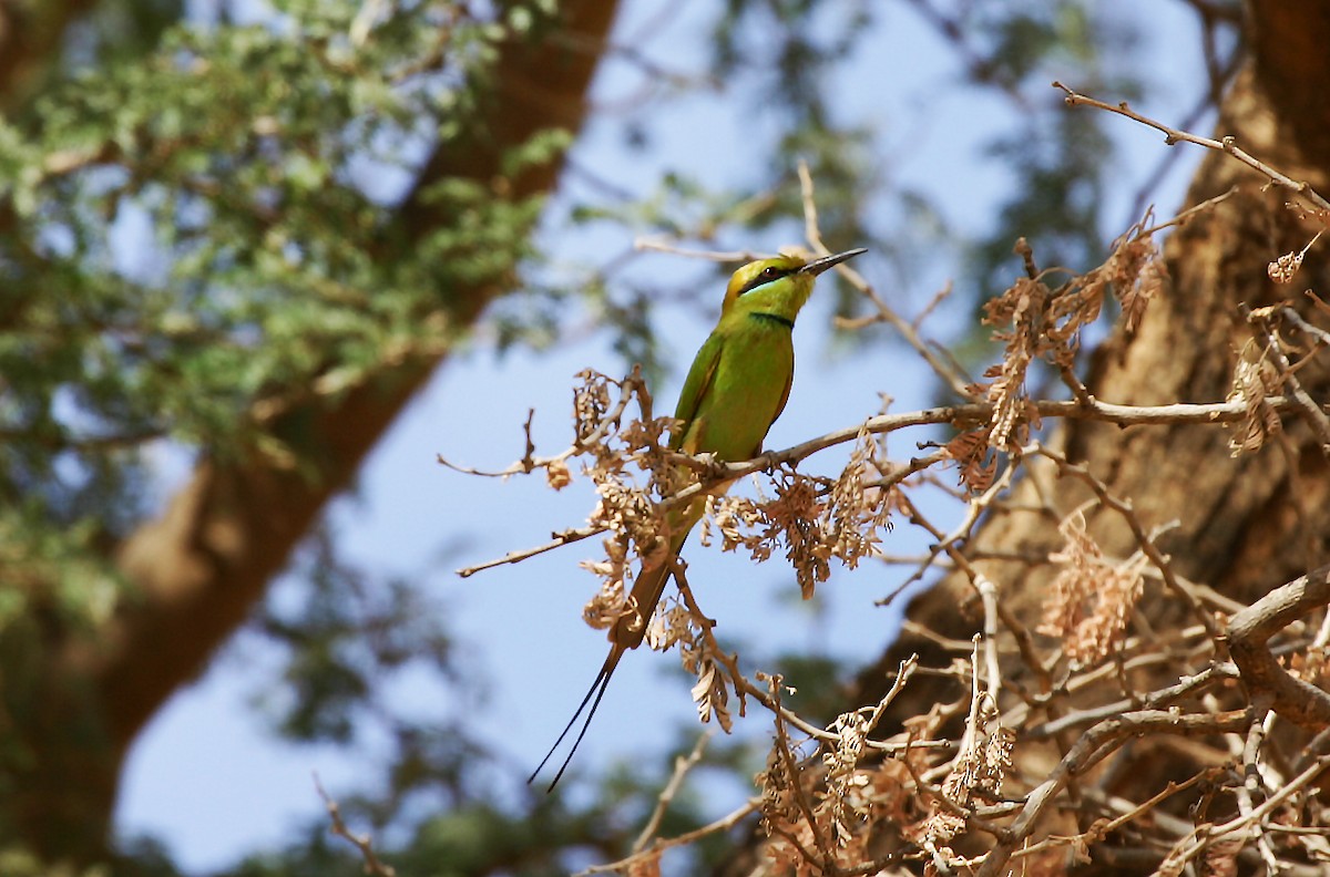 African Green Bee-eater - ML717605