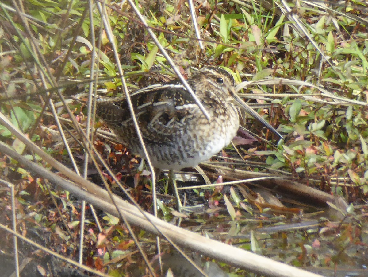 Wilson's Snipe - ML71760881