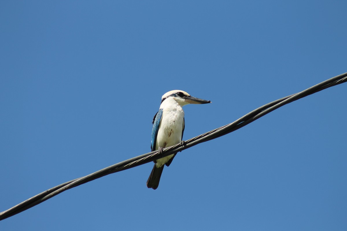 Mariana Kingfisher - ML71761301