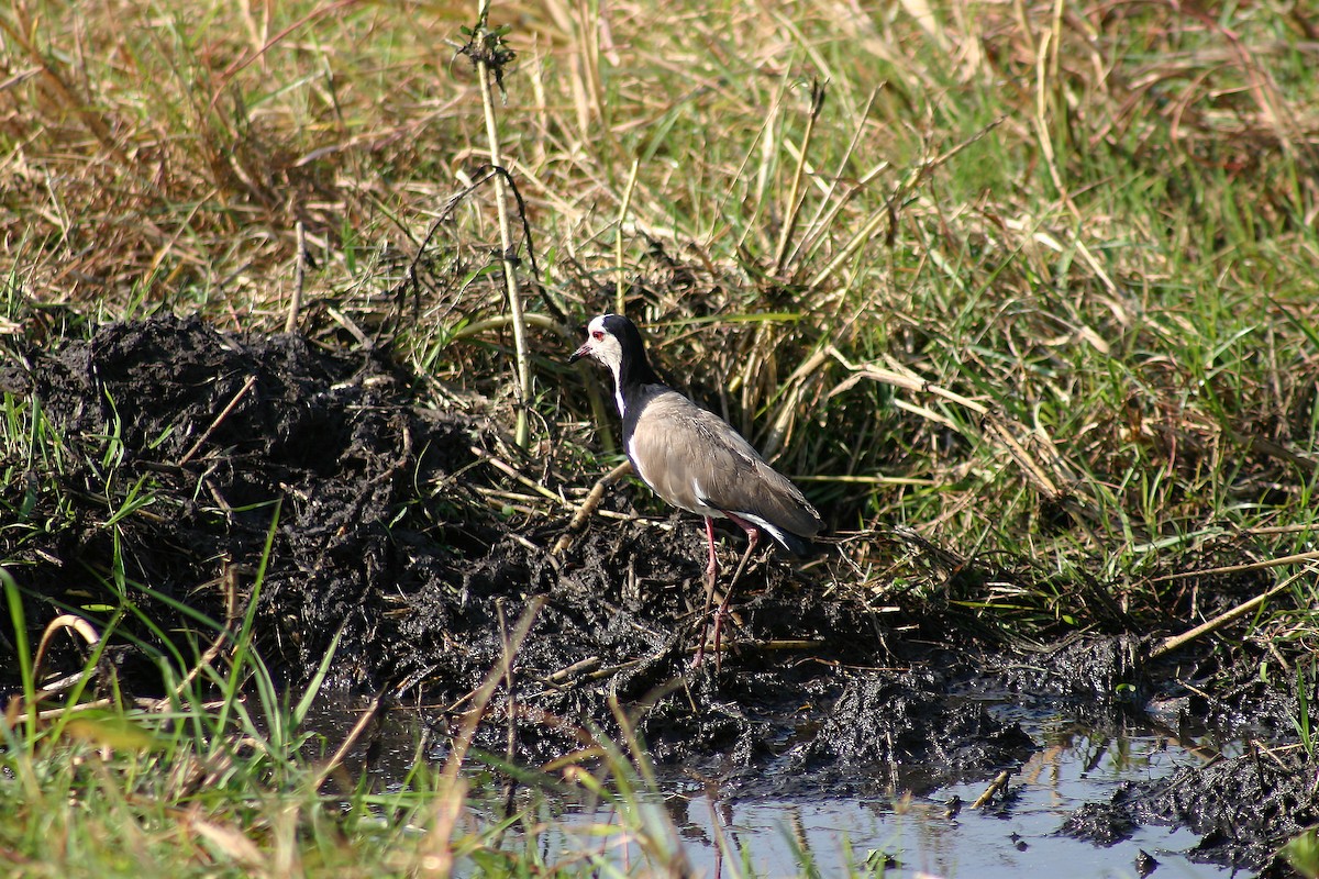 Long-toed Lapwing - Eduardo Soler