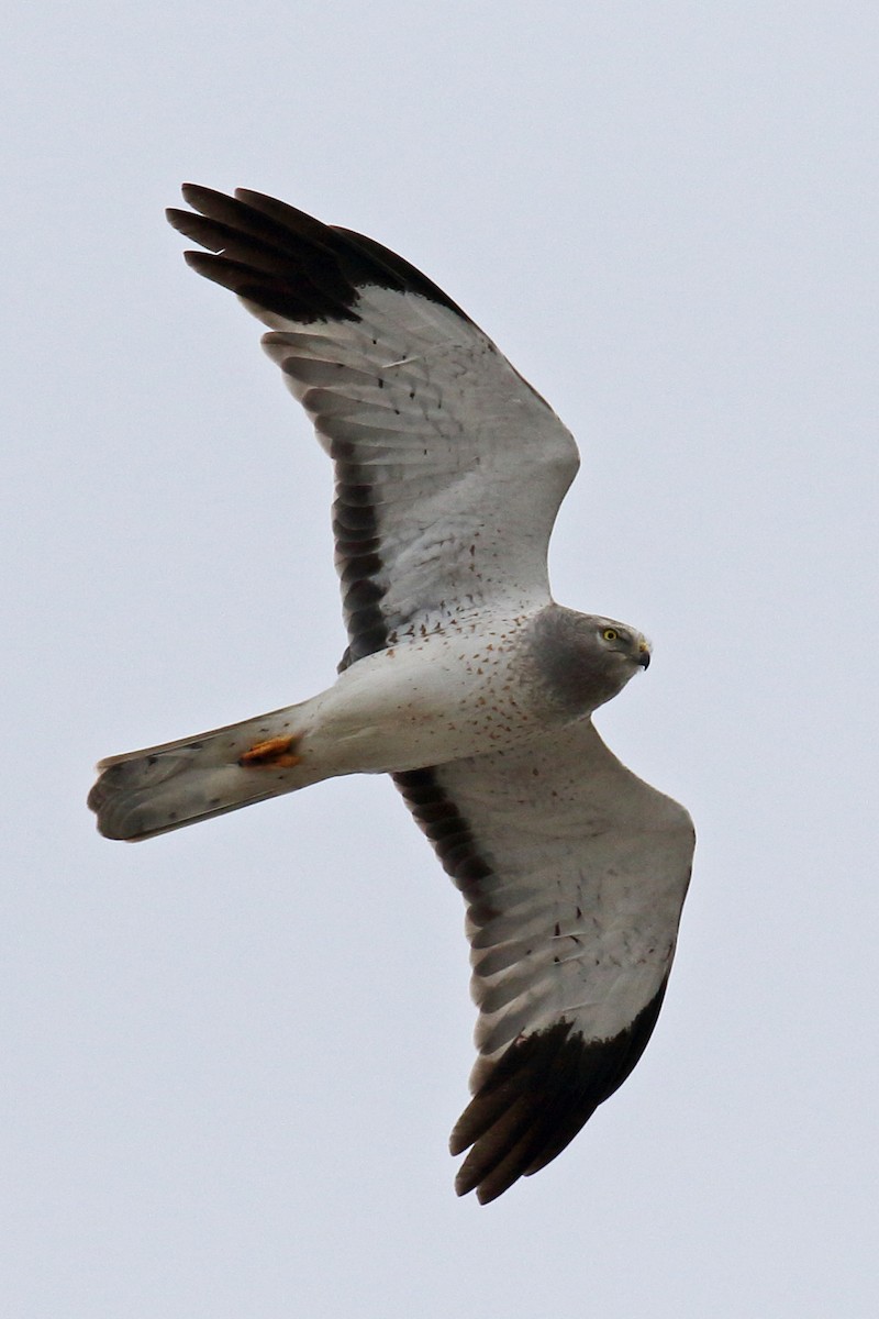 Northern Harrier - Joe Wing