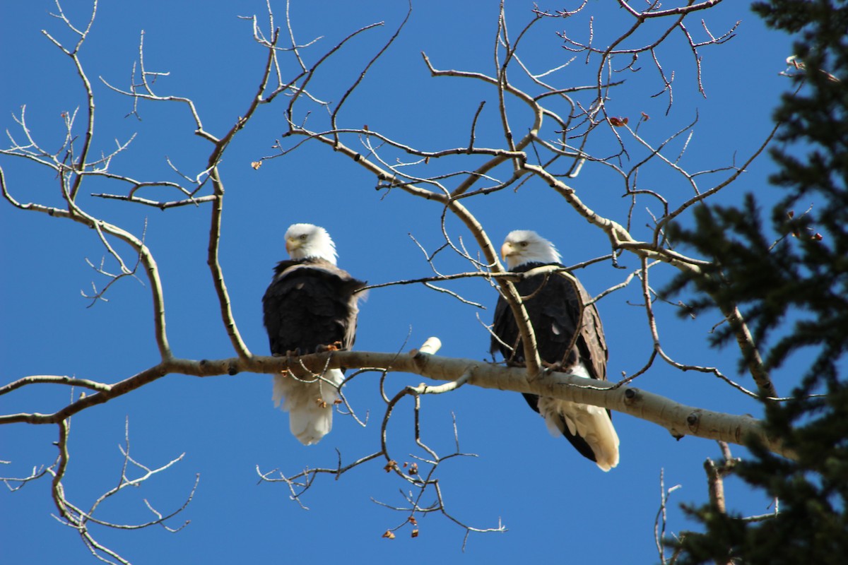 Bald Eagle - ML71765431