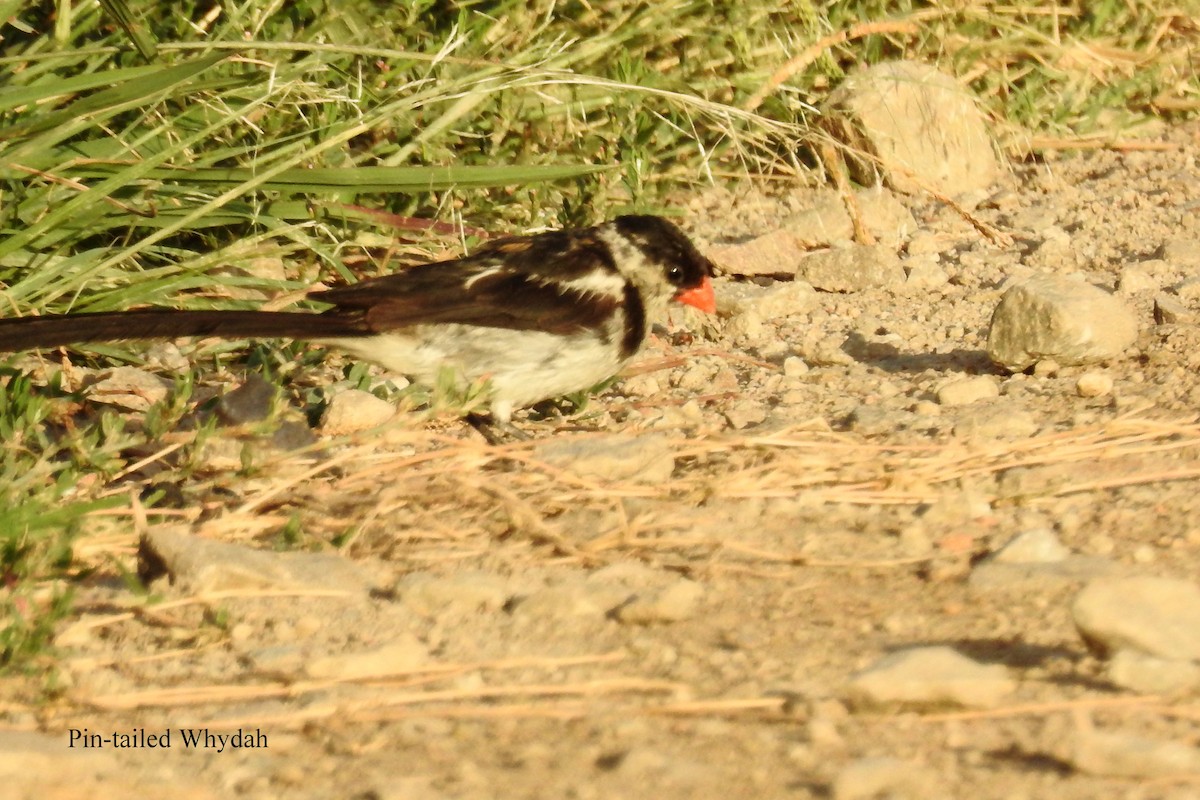 Pin-tailed Whydah - ML71765981