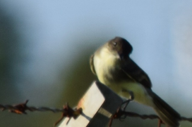 Eastern Phoebe - ML71766001