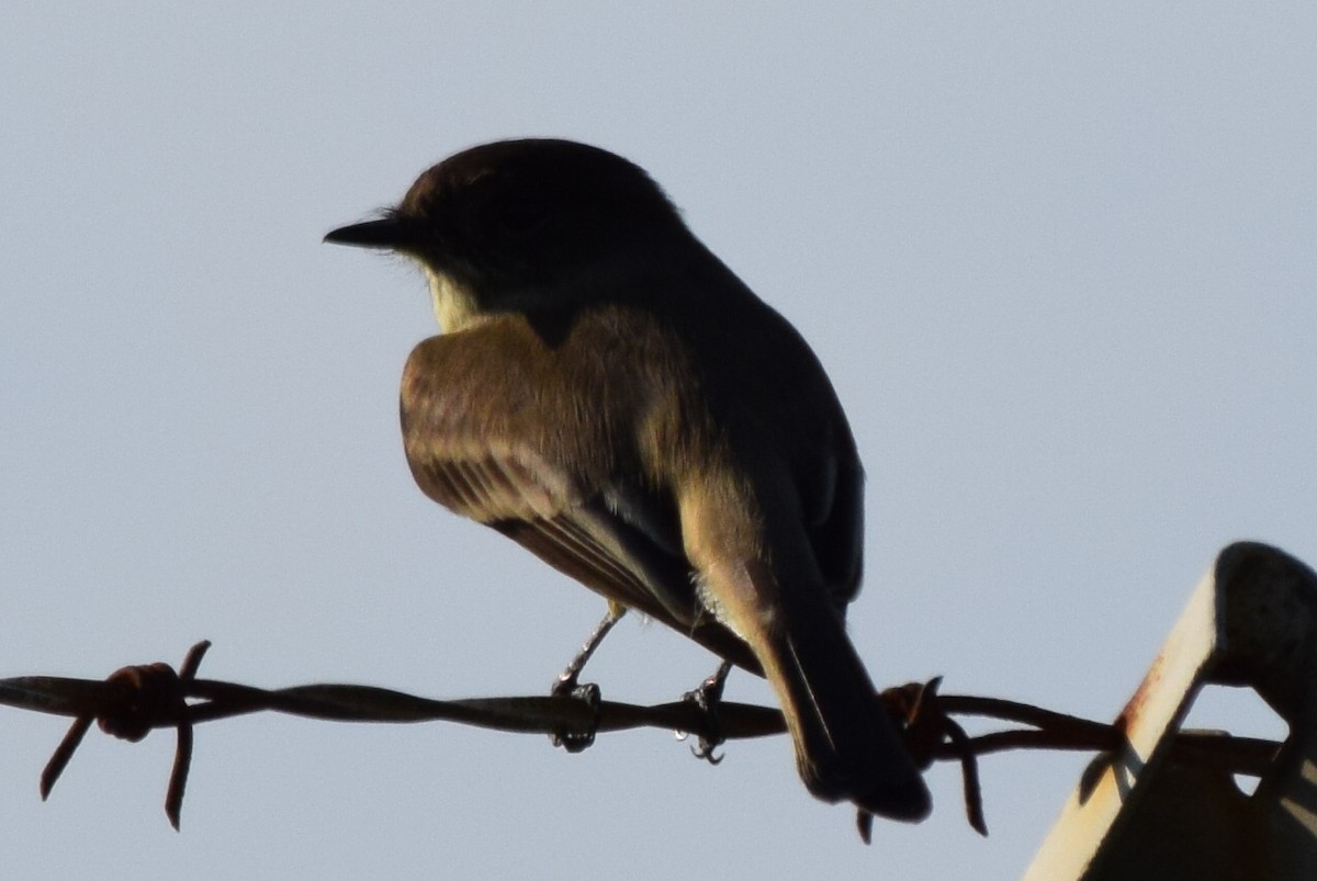 Eastern Phoebe - ML71766201