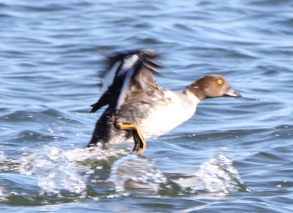 Common Goldeneye - Jeff Hullstrung