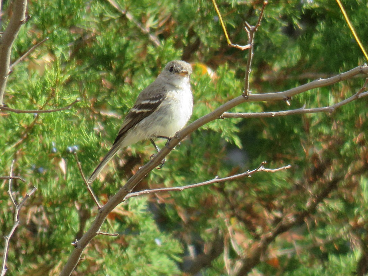 Gray Flycatcher - Lea Shaw