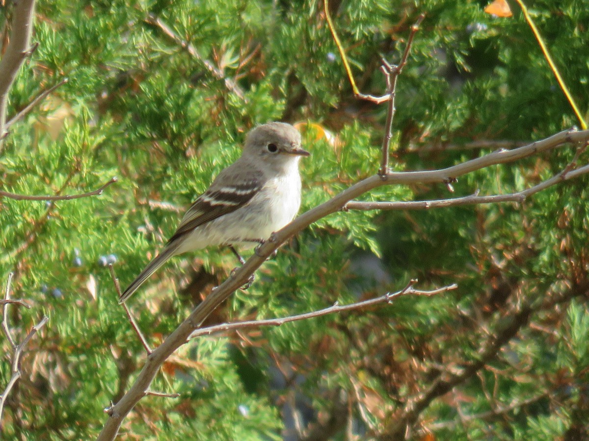 Gray Flycatcher - ML71767211