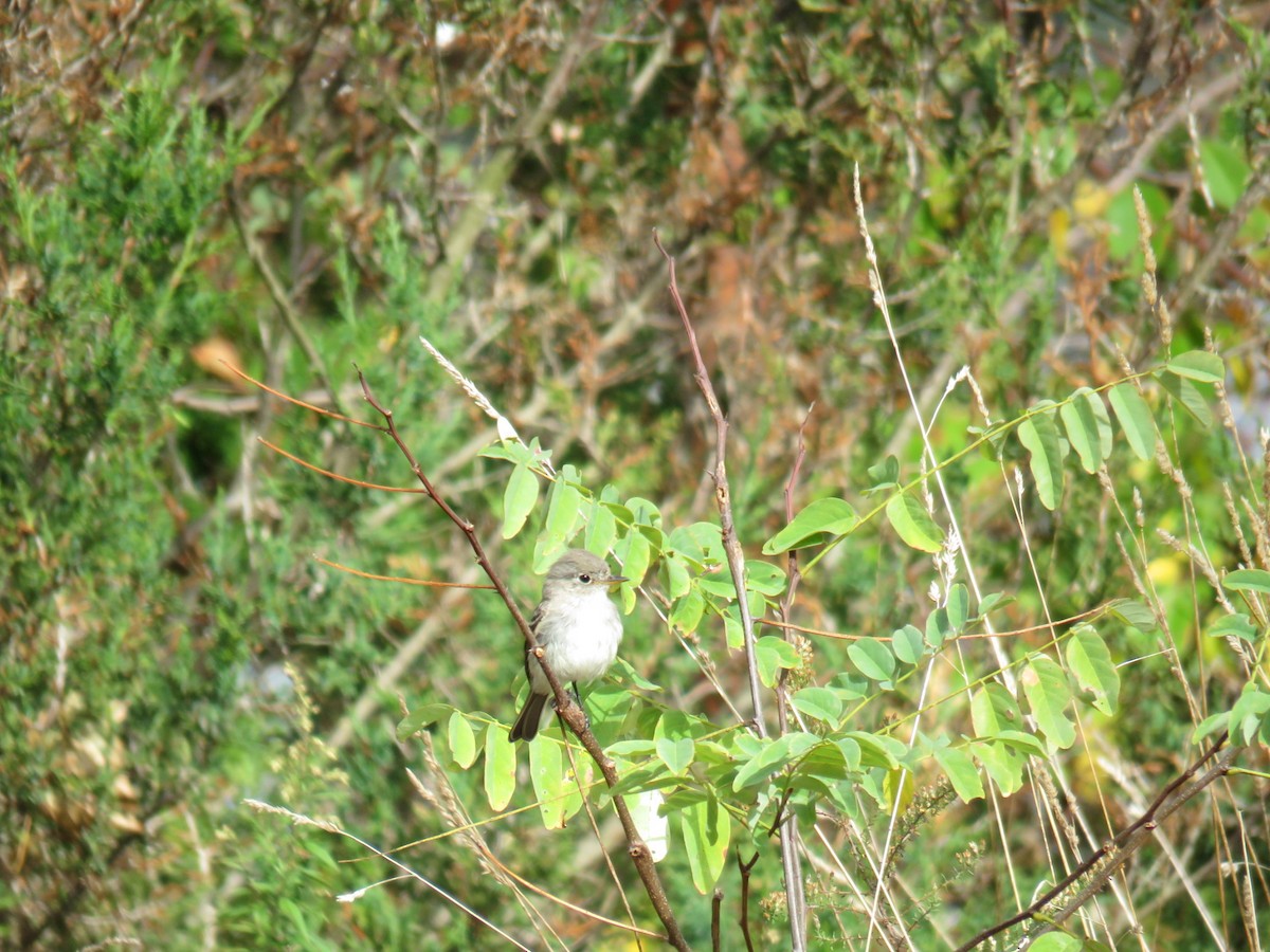 Gray Flycatcher - Lea Shaw