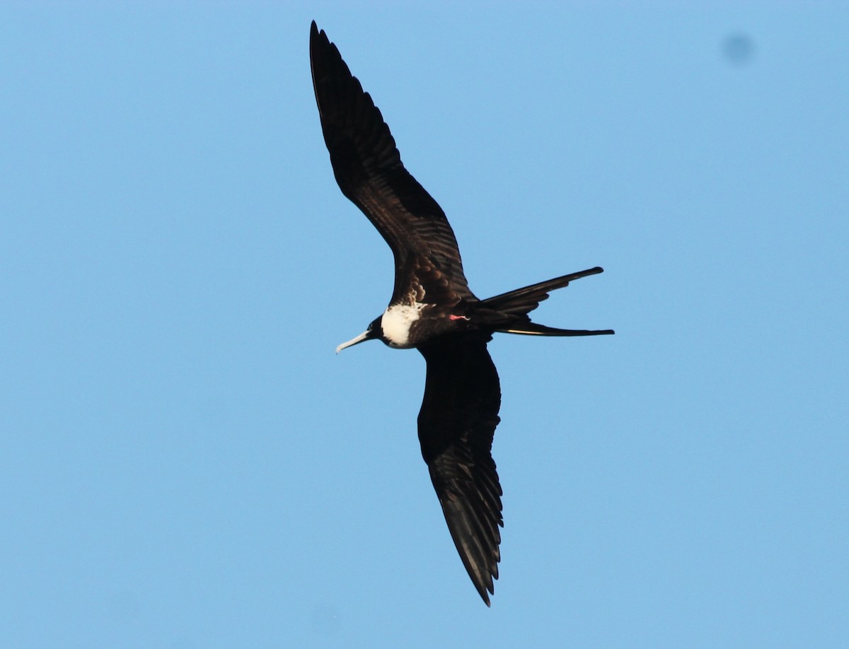 Magnificent Frigatebird - ML71769771