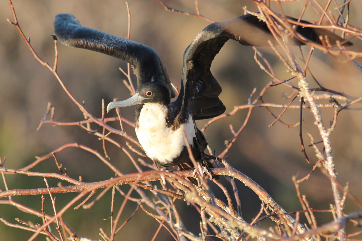 Bindenfregattvogel - ML71769961