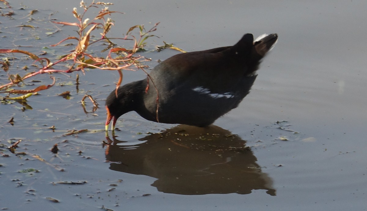 Common Gallinule - Greg Cross