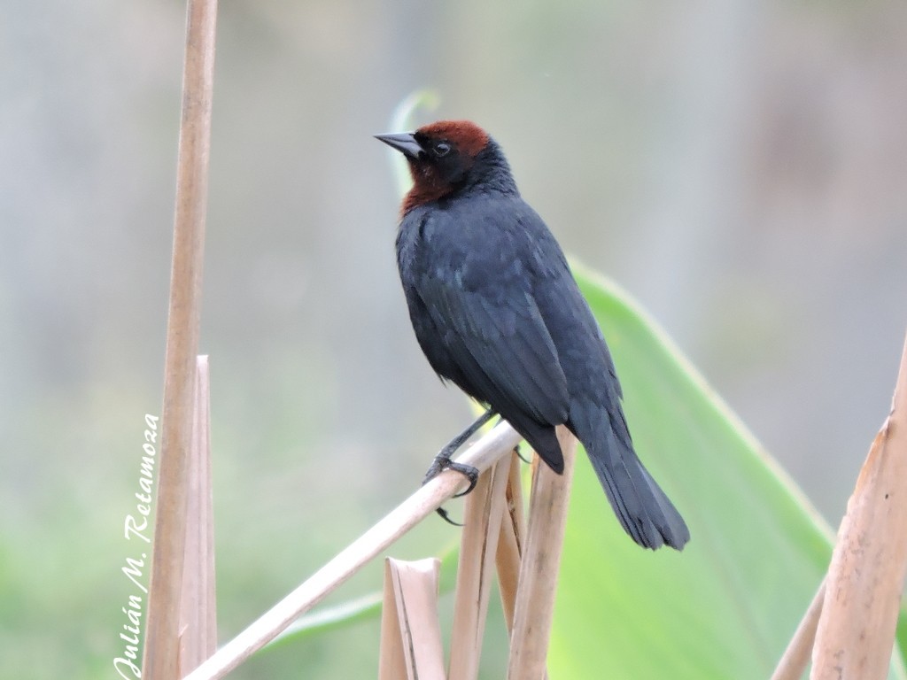 Chestnut-capped Blackbird - Julián Retamoza